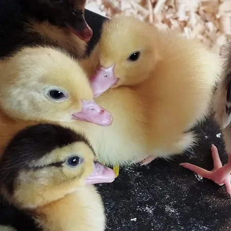 Appartement Sonnenhang Wuernitz *