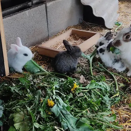 Apartment Sonnenhang Wuernitz