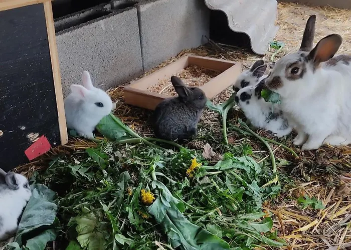 Apartment Sonnenhang Wuernitz